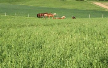 Farmářem na zkoušku aneb den s koňmi