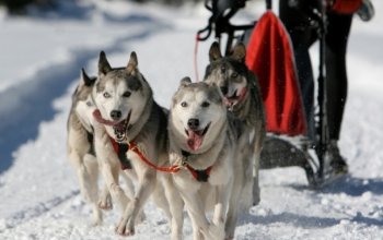 Mushing - jízda se psím spřežením