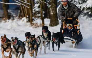 Mushing - jízda se psím spřežením