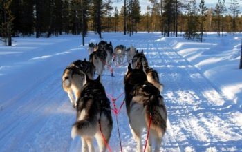 Mushing - jízda se psím spřežením