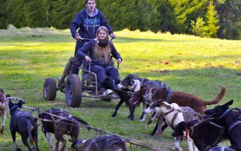 Mushing - jízda se psím spřežením