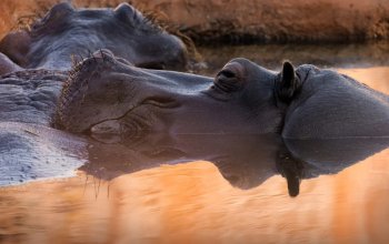 Kurz fotografování zvířat v zoo – dárek a zážitek