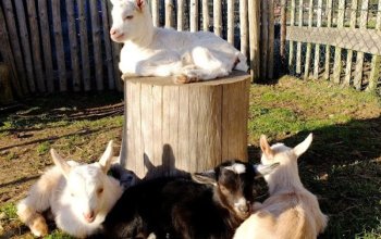 Rodinná exkurze na farmě + jízda na oslíkovi