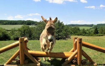 Rodinná exkurze na farmě + jízda na oslíkovi