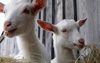 Rodinná exkurze na farmě + jízda na oslíkovi