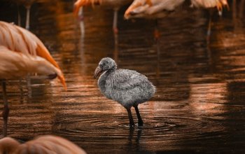 Kurz fotografování zvířat v zoo