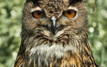 Severní Čechy: Zážitkové sokolnictví