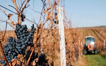 Degustace sýrů a vína na farmě s výrobou korbáčků