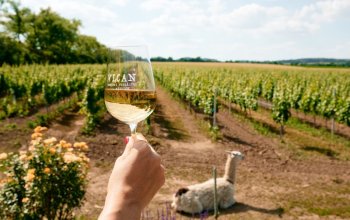 Degustace sýrů a vína na farmě s výrobou korbáčků