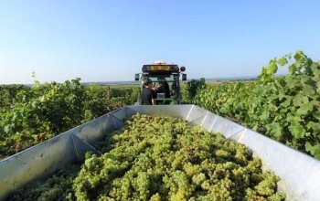 Prohlídka Habánských sklepů a vinařství s…