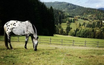 Celodenní výlet na koních v Beskydech, Slovensko