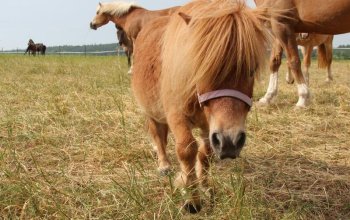 Farmářem na zkoušku aneb den s koňmi