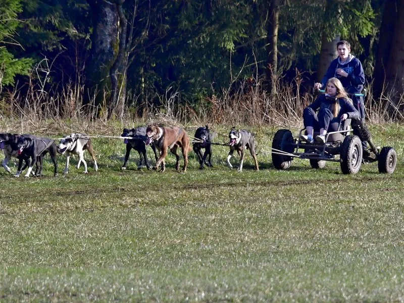 Zběsilá jízda na psím spřežením