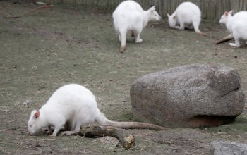 Vstup do Zoo Tábor