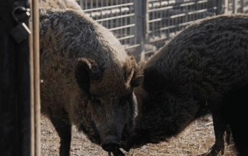 VIP prohlídka Zoo Tábor s ošetřovatelem až pro 4…