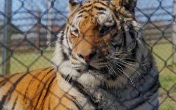 VIP vstup do Zoo Tábor s ošetřovatelem až pro 4…