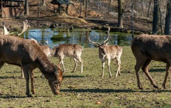 VIP vstup do Zoo Tábor s ošetřovatelem až pro 4…