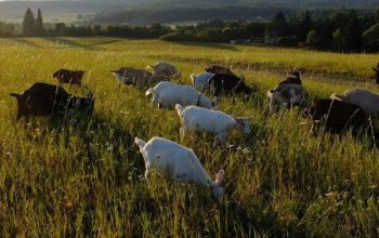 Rodinná exkurze na farmě
