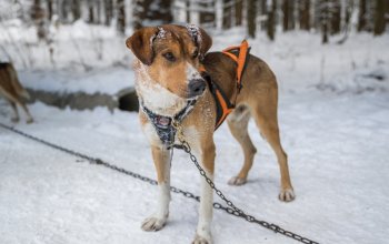 Mushing - jízda se psím spřežením