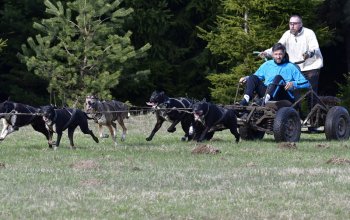 Mushing - jízda se psím spřežením
