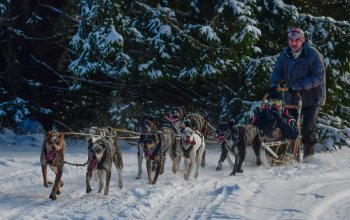 Mushing - jízda se psím spřežením
