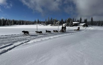 Mushing - jízda se psím spřežením Mushing - jízda se psím spřežením