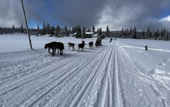 Mushing - jízda se psím spřežením