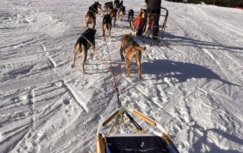 Mushing - jízda se psím spřežením