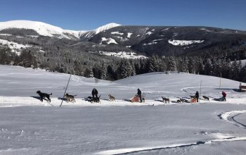 Mushing - jízda se psím spřežením