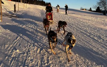 Mushing - jízda se psím spřežením