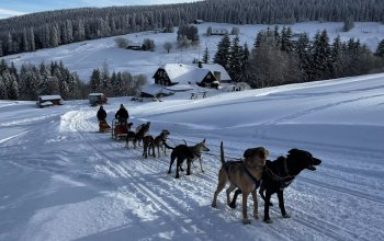 Mushing - jízda se psím spřežením