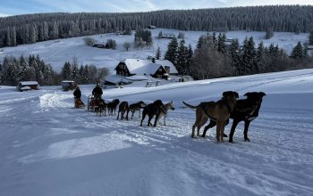 Mushing - jízda se psím spřežením