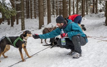 Mushing - jízda se psím spřežením