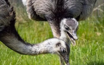 Celodenní vstup do Farmaparku Soběhrdy