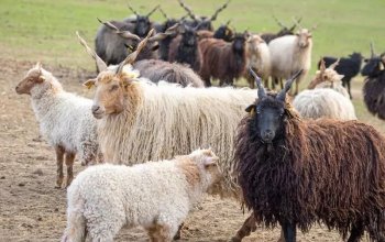 Celodenní vstup do Farmaparku Soběhrdy