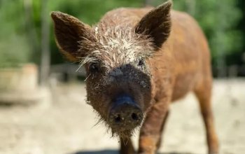 Celodenní vstup do Farmaparku Soběhrdy