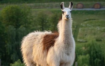 Celodenní vstup do Farmaparku Soběhrdy