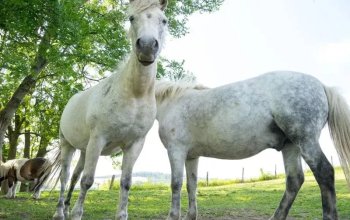 Celodenní vstup do Farmaparku Soběhrdy