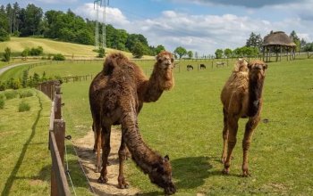 Celodenní vstup do Farmaparku Soběhrdy