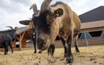 Celodenní vstup do Farmaparku Soběhrdy
