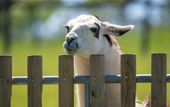 Celodenní vstup do Farmaparku Soběhrdy