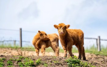Celodenní vstup do Farmaparku Soběhrdy