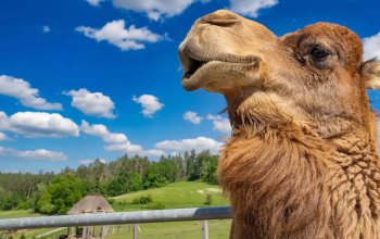 Celodenní vstup do Farmaparku Soběhrdy