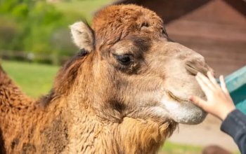 Celodenní vstup do Farmaparku Soběhrdy