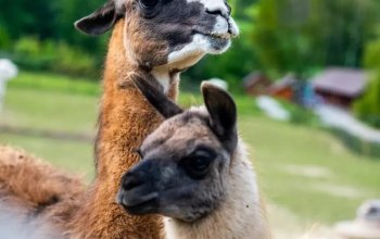 Celodenní vstup do Farmaparku Soběhrdy