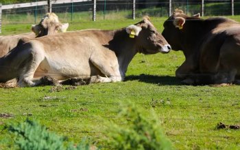 Celodenní vstup do Farmaparku Soběhrdy