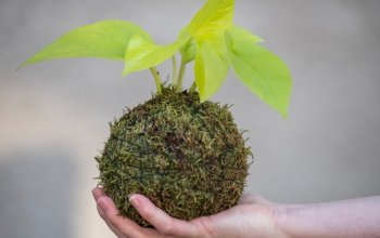 Oblíbený kreativní kurz: Výroba kokedamy v Praze