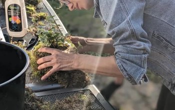 Oblíbený kreativní kurz: Výroba kokedamy v Praze