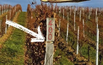 Adoptujte si svůj vinohrad