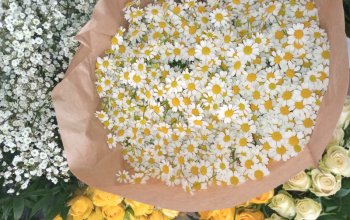 Kurz floristiky pro začátečníky